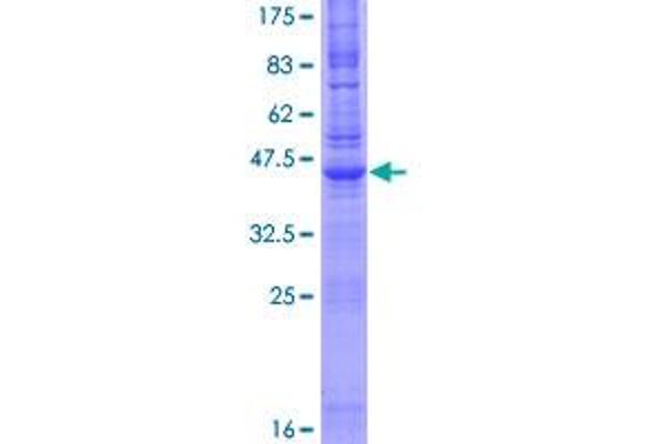 NINJ1 Protein (AA 1-152) (GST tag)