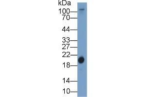 Western Blotting (WB) image for anti-Retinol Binding Protein 4, Plasma (RBP4) (AA 22-196) antibody (ABIN1078486)