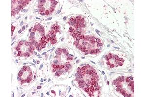 Anti-UBASH3A antibody IHC of human breast. (UBASH3A antibody  (AA 470-482))