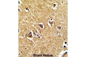 Immunohistochemistry (IHC) image for anti-Proline Dehydrogenase (Oxidase) 1 (PRODH) antibody (ABIN3003837) (PRODH antibody)