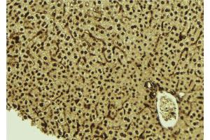 ABIN6277533 at 1/100 staining Mouse liver tissue by IHC-P. (HDGF antibody)