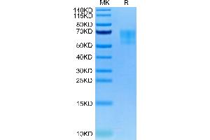 TPBG Protein (AA 32-355) (His-Avi Tag,Biotin)