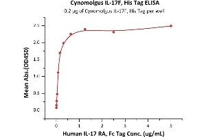 Immobilized Cynomolgus IL-17F, His Tag (ABIN6973113) at 2 μg/mL (100 μL/well) can bind Human IL-17 RA, Fc Tag (ABIN2181346,ABIN2181345) with a linear range of 0. (IL17F Protein (AA 31-163) (His tag))