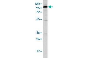 Western blot analysis of K-562 cell lysate (35 ug/lane) with STAT2 polyclonal antibody . (STAT2 antibody  (C-Term))
