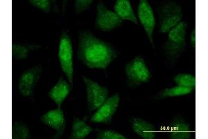 Immunofluorescence (IF) image for anti-Pre-mRNA Processing Factor 19 (PRPF19) (AA 1-90) antibody (ABIN525975)