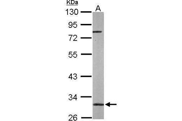 HAGH antibody