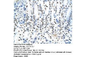 Mouse Pancreas (RNF6 antibody  (N-Term))