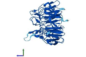AlphaFold protein structure predicition of Mouse Recombinant Klhdc8a Protein, UniprotID Q91XA8