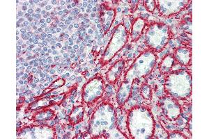 Anti-RPL30 antibody IHC staining of human spleen. (RPL30 antibody  (AA 1-30))
