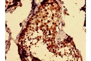 Immunohistochemistry of paraffin-embedded human testis tissue using ABIN7164435 at dilution of 1:100 (MKRN2 antibody  (AA 29-170))