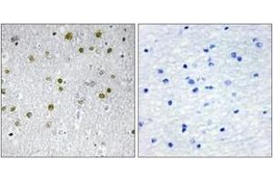 Immunohistochemistry analysis of paraffin-embedded human brain tissue, using NRIP2 Antibody.