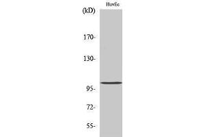 Western Blotting (WB) image for anti-Clock Homolog (Mouse) (CLOCK) (Internal Region) antibody (ABIN3174450) (CLOCK antibody  (Internal Region))