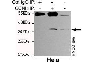 Immunoprecipitation analysis of Hela cell lysates using Cyclin H mouse mAb. (Cyclin H antibody)