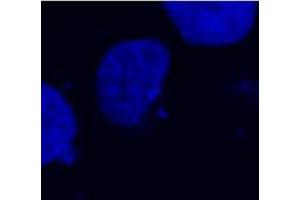 Confocal microscopy of COS-7 transfectants, expressing fusion nuclear protein with T7-DYKDDDDK epitope. (DYKDDDDK Tag antibody)
