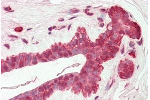 anti-Adhesion Molecule with Ig-Like Domain 2 (AMIGO2) (C-Term) antibody