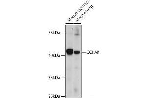 Western blot analysis of extracts of various cell lines using CCKAR Polyclonal Antibody at dilution of 1:1000. (CCKAR antibody)