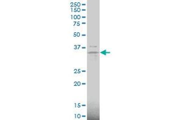 Claudin 16 antibody  (AA 1-73)