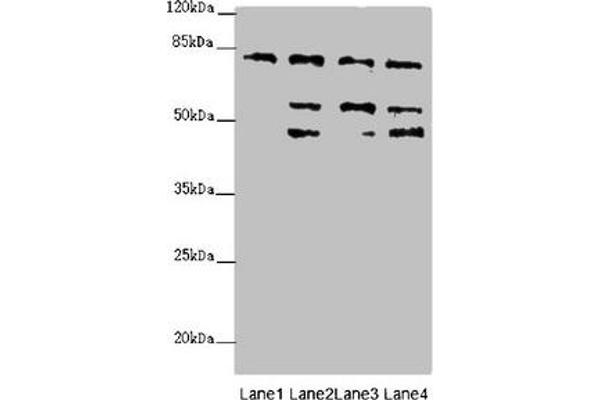 ZFYVE1 antibody  (AA 1-280)