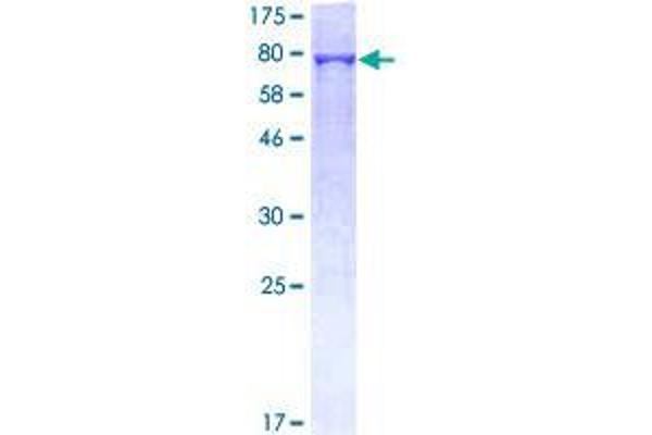 BPIFB1 Protein (AA 1-484) (GST tag)