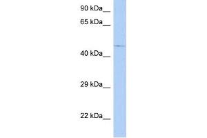 WB Suggested Anti-C9orf138 Antibody Titration: 0. (FAM154A antibody  (N-Term))
