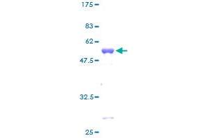 TAZ Protein (AA 1-262) (GST tag)