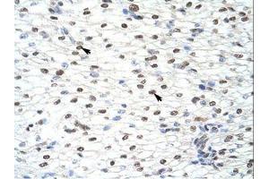 Image no. 1 for anti-CUGBP, Elav-Like Family Member 2 (CELF2) (AA 73-122) antibody (ABIN203186) (CELF2 antibody  (AA 73-122))