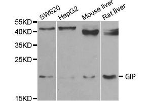 Western blot analysis of extracts of various cell lines, using GIP antibody (ABIN5973668) at 1/1000 dilution. (GIP antibody)