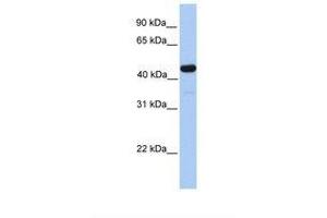 Image no. 1 for anti-Galactose-3-O-Sulfotransferase 3 (GAL3ST3) (AA 362-411) antibody (ABIN6739263) (GAL3ST3 antibody  (AA 362-411))