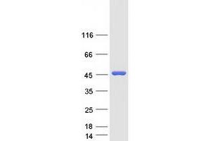 Validation with Western Blot (PGK1 Protein (Myc-DYKDDDDK Tag))