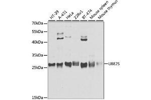 Western blot analysis of extracts of various cell lines, using UBE2S antibody (ABIN1875260) at 1:3000 dilution. (UBE2S antibody)
