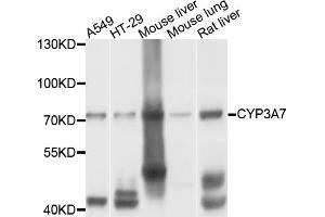 Western blot analysis of extracts of various cell lines, using CYP3A7 antibody. (CYP3A7 antibody)