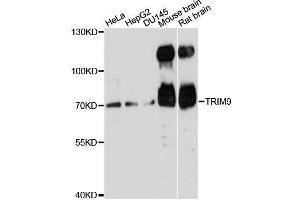 Western blot analysis of extracts of various cell lines, using TRIM9 antibody. (TRIM9 antibody  (AA 1-160))
