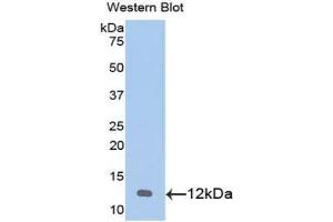Western Blotting (WB) image for anti-Chemokine (C-X-C Motif) Ligand 1 (Melanoma Growth Stimulating Activity, Alpha) (CXCL1) (AA 25-96) antibody (ABIN1078404) (CXCL1 antibody  (AA 25-96))