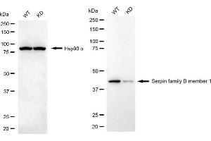 anti-serpin Peptidase Inhibitor, Clade B (Ovalbumin), Member 1 (SERPINB1) antibody