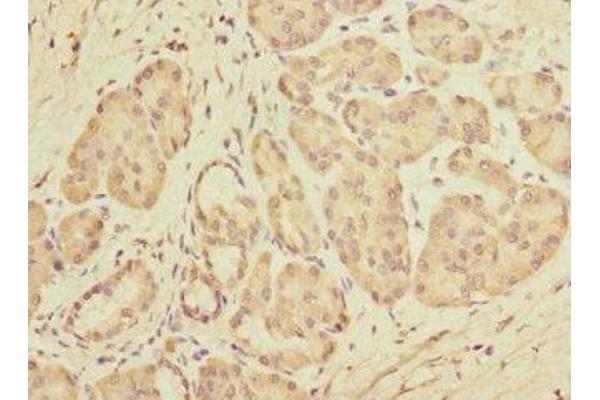 DET1 antibody  (AA 15-240)