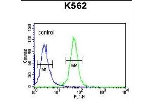 SPDYA Antibody (Center) (ABIN6244012 and ABIN6579062) flow cytometric analysis of K562 cells (right histogram) compared to a negative control cell (left histogram). (SPDYA antibody  (AA 147-175))