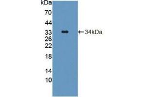 Figure. (TAT antibody  (AA 190-454))