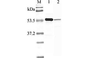 Western blot analysis using anti-Nampt (human), pAb  at 1:2'000 dilution. (NAMPT antibody  (AA 413-431))