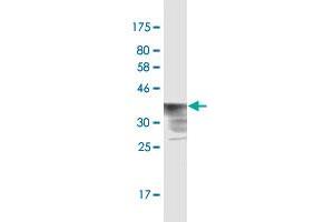 Western Blot detection against Immunogen (37. (POLR2A/RPB1 antibody  (AA 1-110))