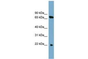 Image no. 1 for anti-Solute Carrier Family 24 (Sodium/potassium/calcium Exchanger), Member 4 (Slc24a4) (AA 124-173) antibody (ABIN6743240) (SLC24A4 antibody  (AA 124-173))