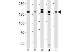 Western blot analysis of lysate from (1) HeLa, (2) MCF-7, (3) mouse C2C12, (4) mouse NIH3T3, (5) rat C6 cell line using Raptor antibody at 1:1000. (RAPTOR antibody)