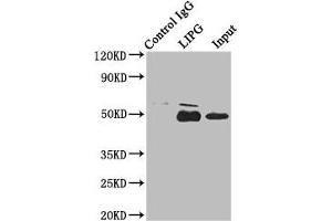 Immunoprecipitating LIPG in HepG2 whole cell lysate Lane 1: Rabbit control IgG instead of ABIN7151743 in HepG2 whole cell lysate. (LIPG antibody  (AA 360-500))