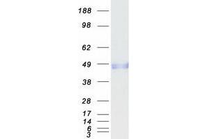 Validation with Western Blot (MFGE8 Protein (Transcript Variant 1) (Myc-DYKDDDDK Tag))