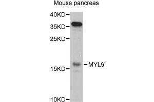 Western blot analysis of extracts of mouse pancreas, using MYL9 antibody (ABIN5971556) at 1:3000 dilution. (MYL9 antibody)