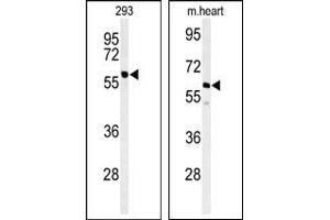 Image no. 1 for anti-Protein Phosphatase, Mg2+/Mn2+ Dependent, 1G (PPM1G) (Middle Region) antibody (ABIN360762) (PPM1G antibody  (Middle Region))