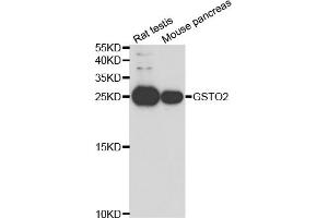 Western blot analysis of extracts of various cell lines, using GSTO2 antibody. (GSTO2 antibody)
