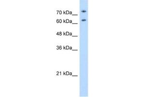 Western Blotting (WB) image for anti-Nucleolin (NCL) antibody (ABIN2462186) (Nucleolin antibody)