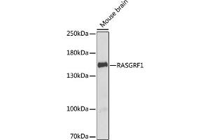 Western blot analysis of extracts of mouse brain, using R antibody (ABIN6132586, ABIN6146718, ABIN6146719 and ABIN6222717) at 1:1000 dilution. (RASGRF1 antibody  (AA 1-190))