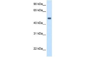 MAT1A antibody used at 2. (MAT1A antibody  (C-Term))