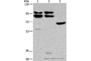 Western blot analysis of Hela, 231 and NIH/3T3 cell, using OS9 Polyclonal Antibody at dilution of 1:200 (OS9 antibody)